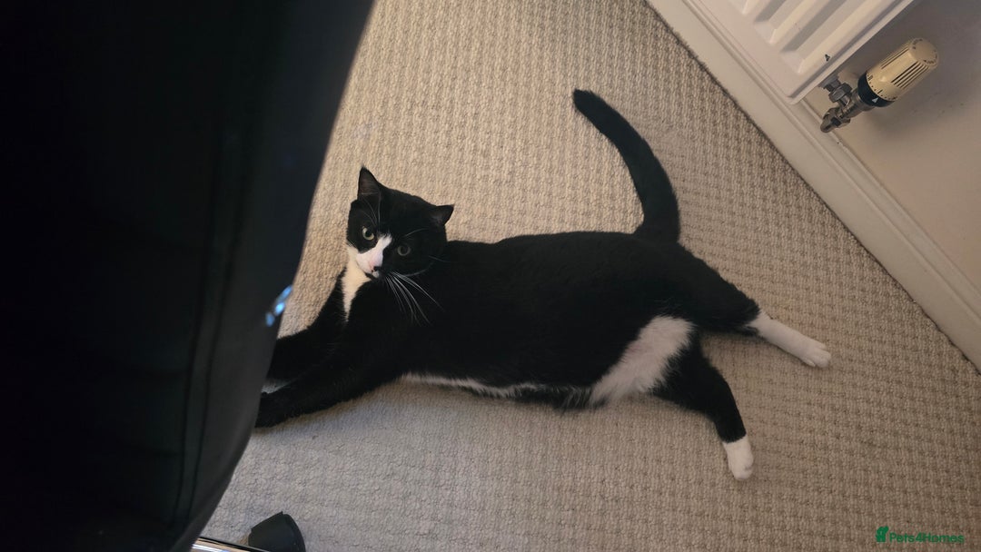 Domestic Shorthair cats for sale: Callie & Clive - Image 2