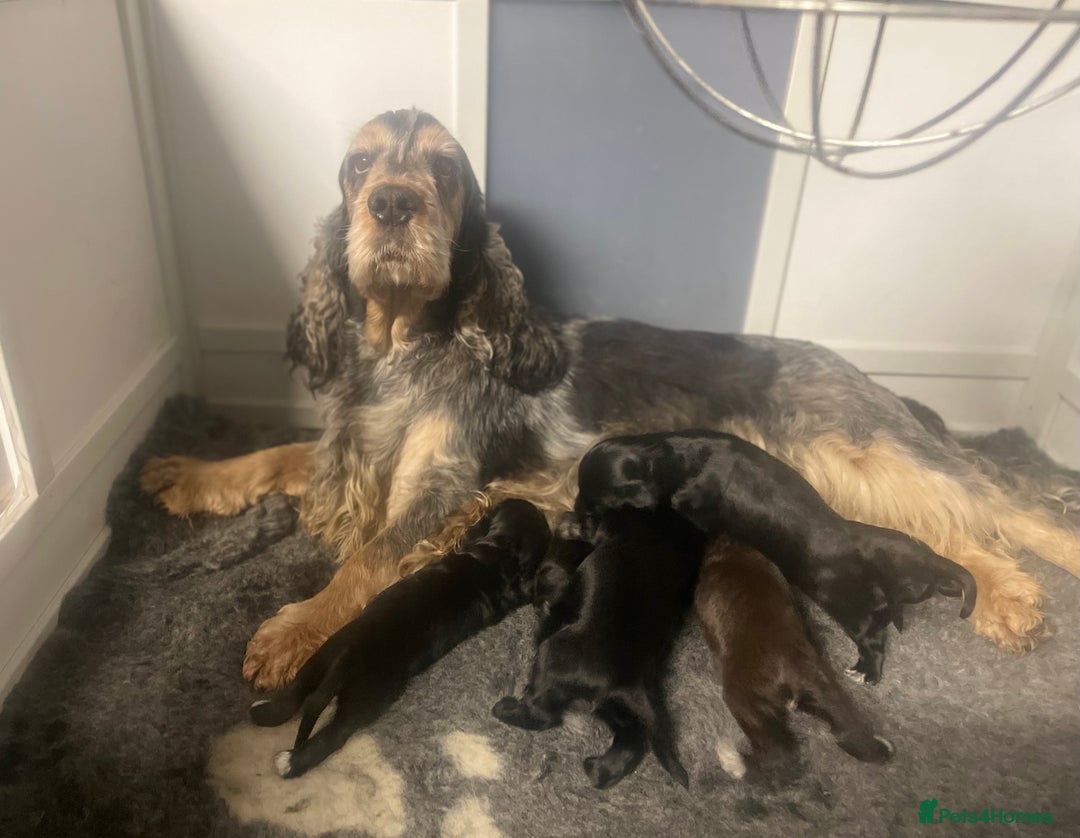 Cocker Spaniel dogs for sale: KC Registered Show Cocker Spaniel Puppies - Advert 6