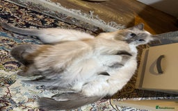 Ragdoll cats for sale: Pure Ragdoll Kittens – 8 Weeks Old–Ready in 2 Days - Advert 6