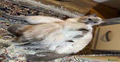 Ragdoll cats Pure Ragdoll Kittens – 8 Weeks Old–Ready in 2 Days - Advert 9