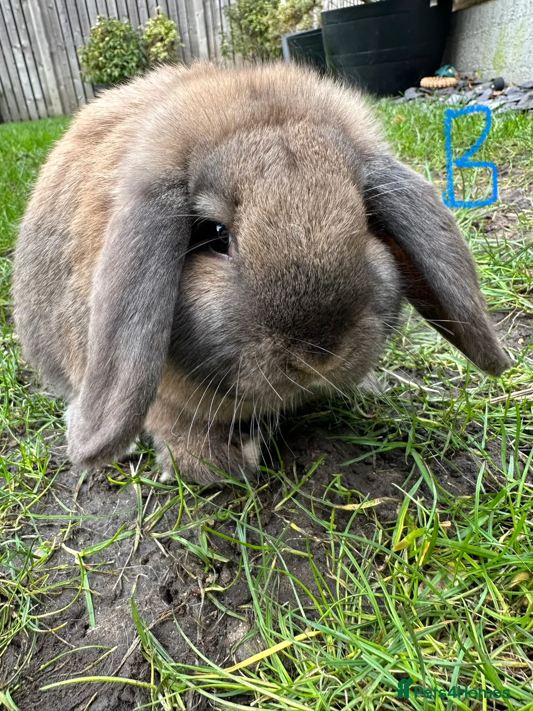 Mini Lop rabbits for sale: Mini Lop Rabbits For Sale  - Advert 20