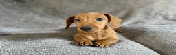 Miniature Dachshund dogs for sale: KC registered Miniature Dachshund Red Boy  - Advert 2