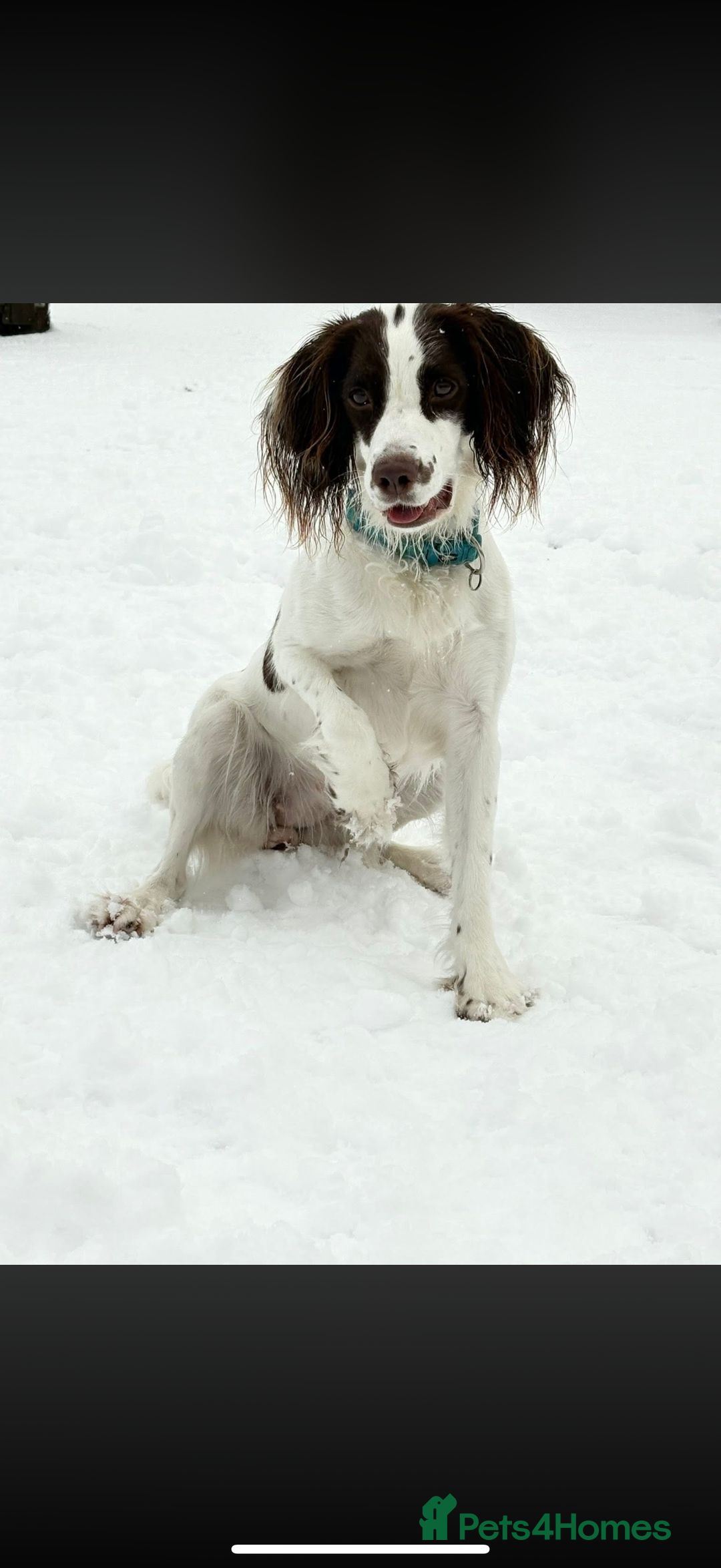 English Springer Spaniel dogs for sale: Willow  - Advert 6