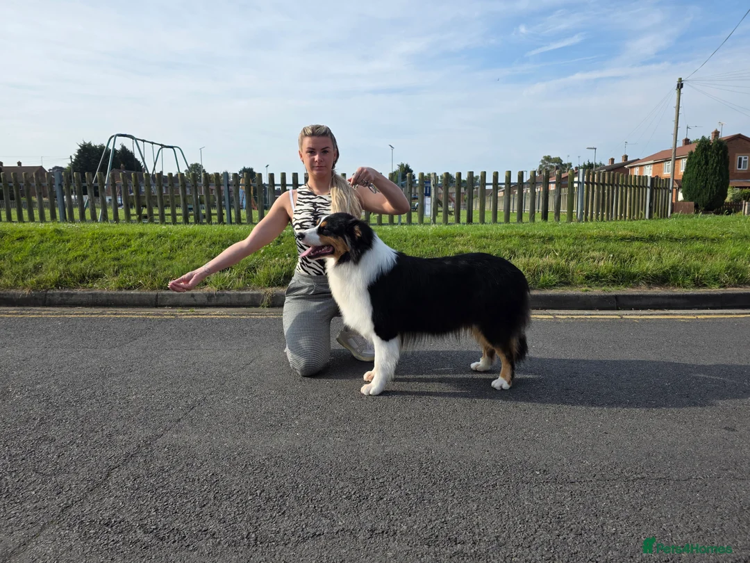 Australian Shepherd dogs for stud: Proven Australian Shepherd Stud - Advert 4