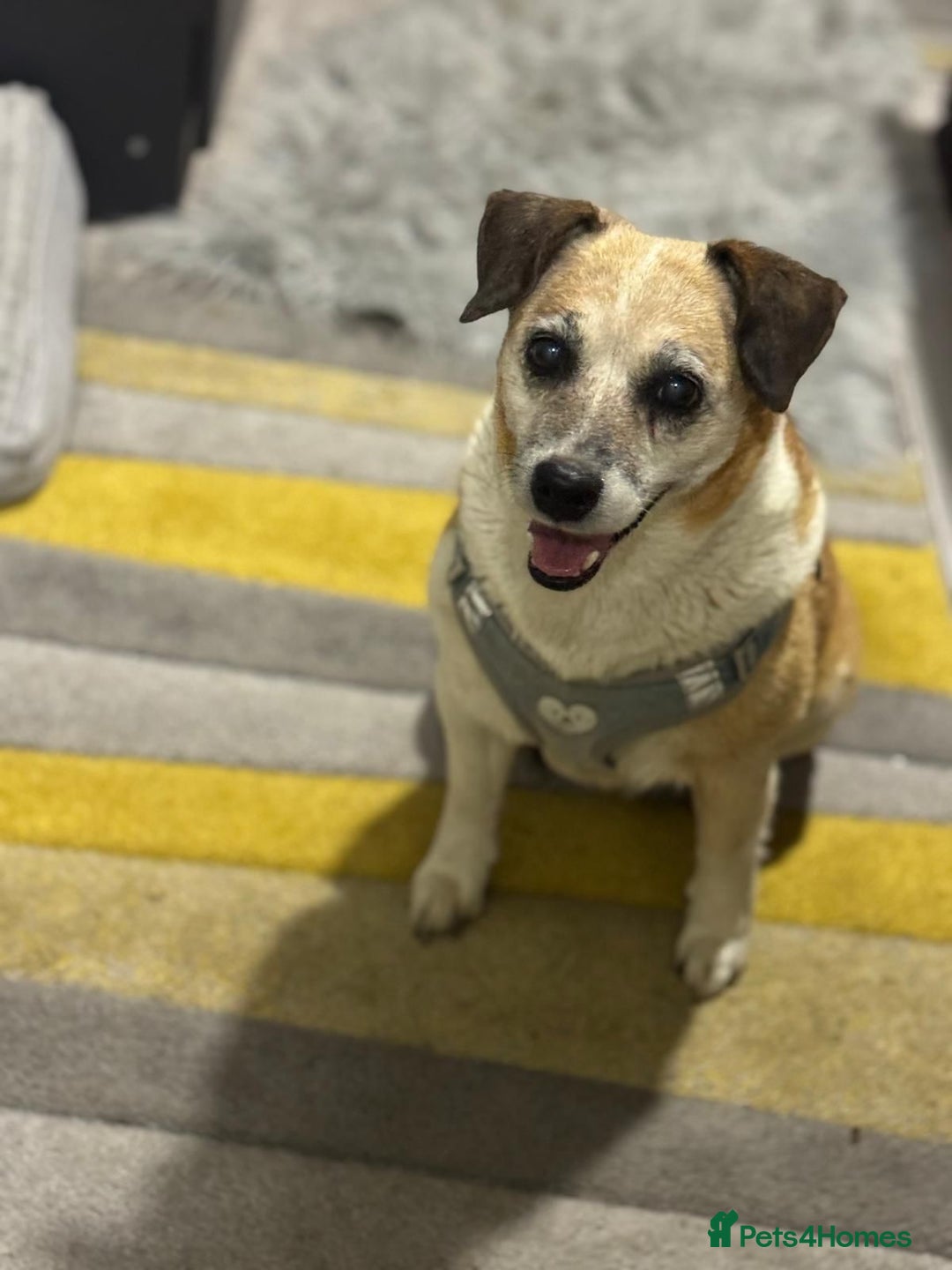 Mixed Breed dogs for adoption: Sweetheart Folti needs her home - Advert 15