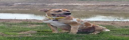 Mixed Breed dogs for sale: Mastiff Mix *Waiting List Open* - Advert 4