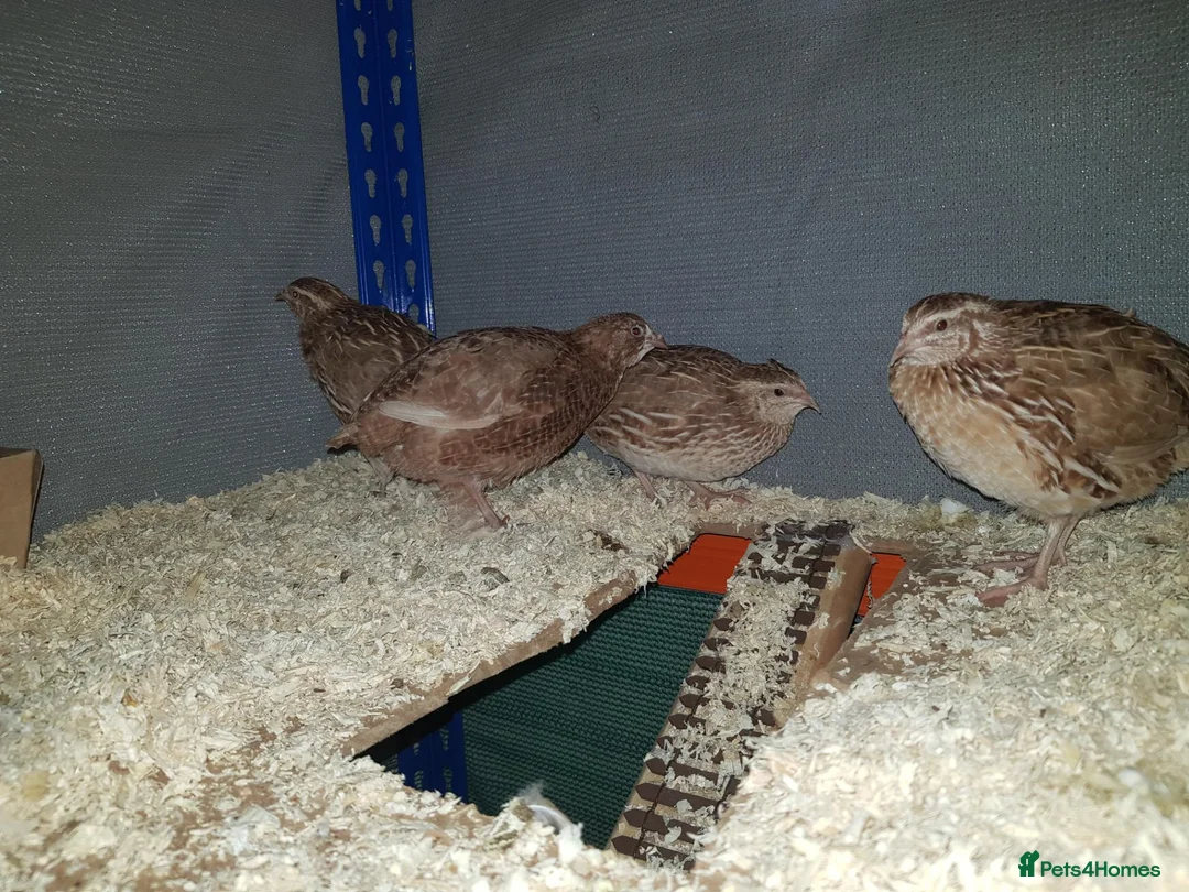 Quail poultry for sale: X3 Male quail for sale  - Advert 1