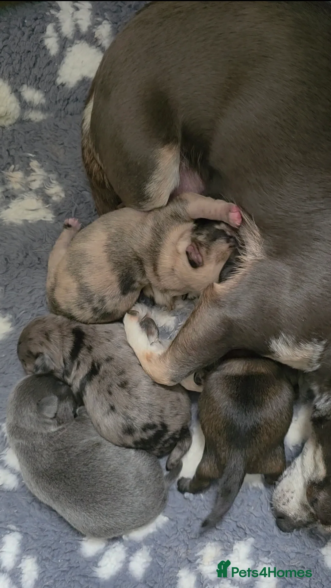 Chihuahua dogs for sale: Long Haired Chihuahua Boys Gorgeous  in London - Advert 13