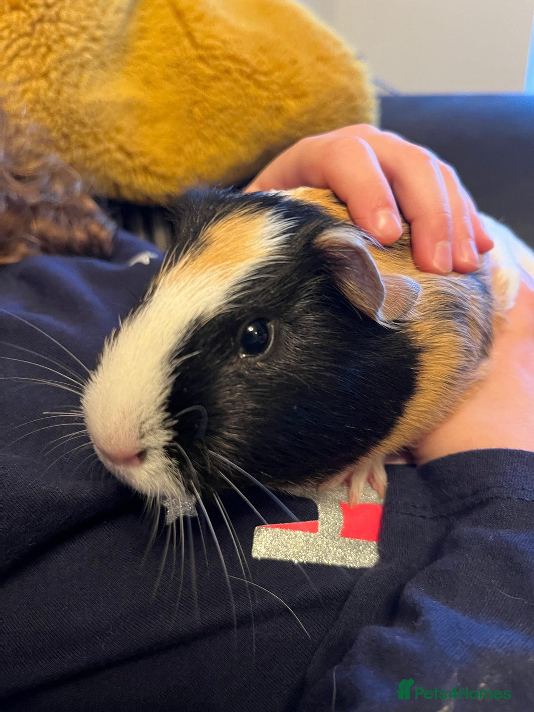 Guinea Pig rodents for sale: Three female guinea pigs  - Image 6