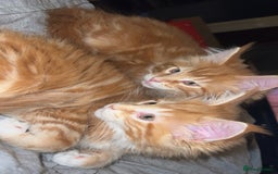 Maine Coon cats for sale: 2 Ginger Maine Coon females  - Image 11
