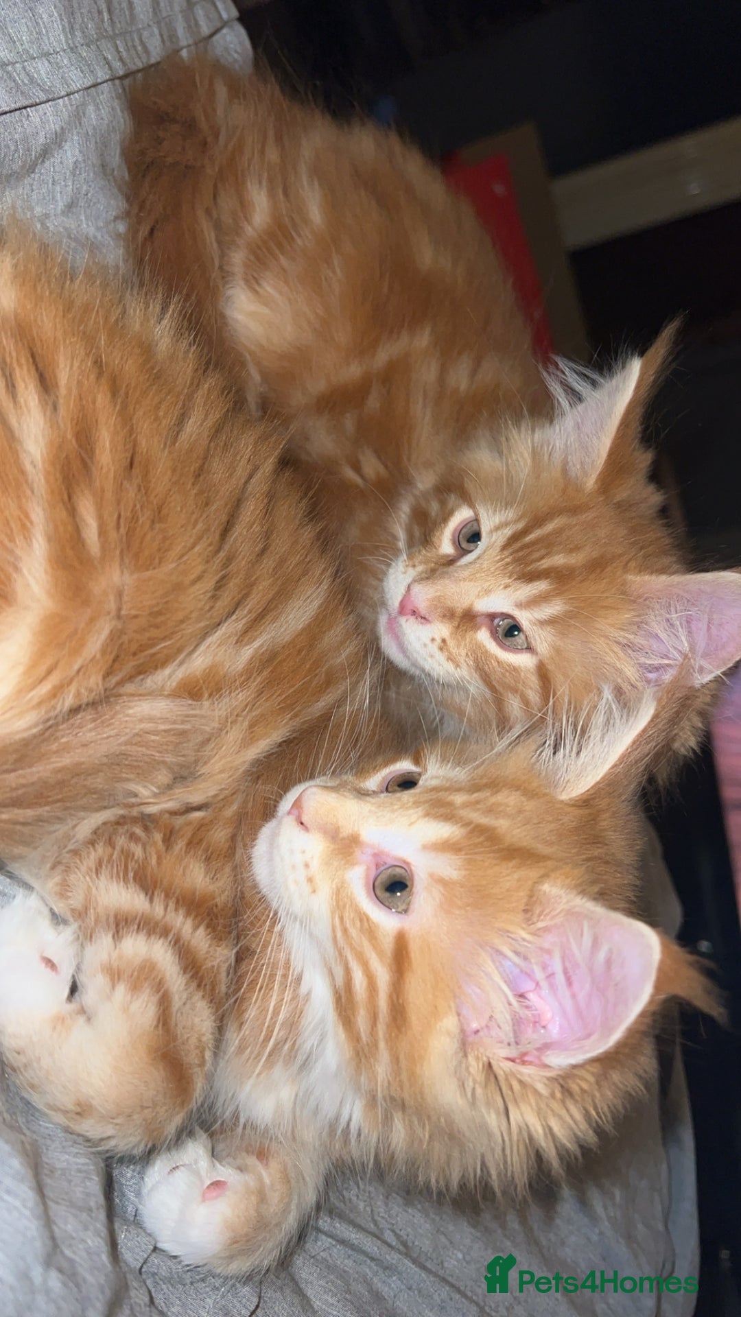 Maine Coon cats for sale: 2 Ginger Maine Coon females  - Image 11
