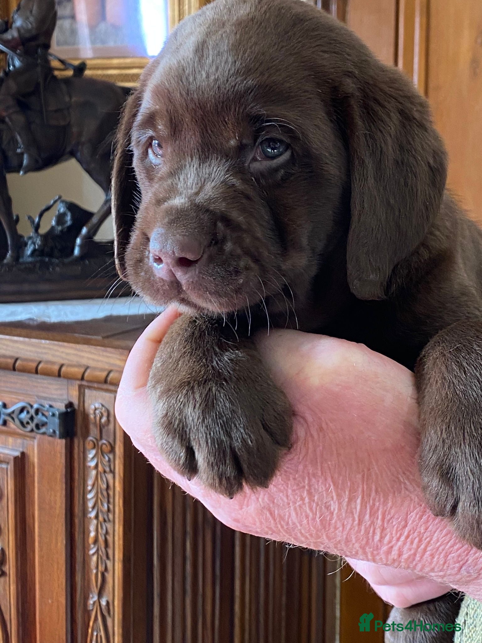 Labrador Retriever dogs Quality Chocolate Labrador Pups, KC Reg. Ready 7/3 - Advert 6