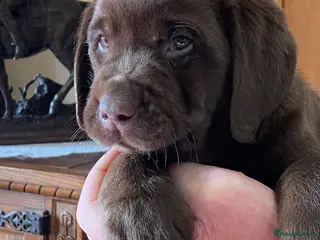 Labrador Retriever dogs Quality Chocolate Labrador Pups, KC Reg. Ready 7/3 - Advert 6