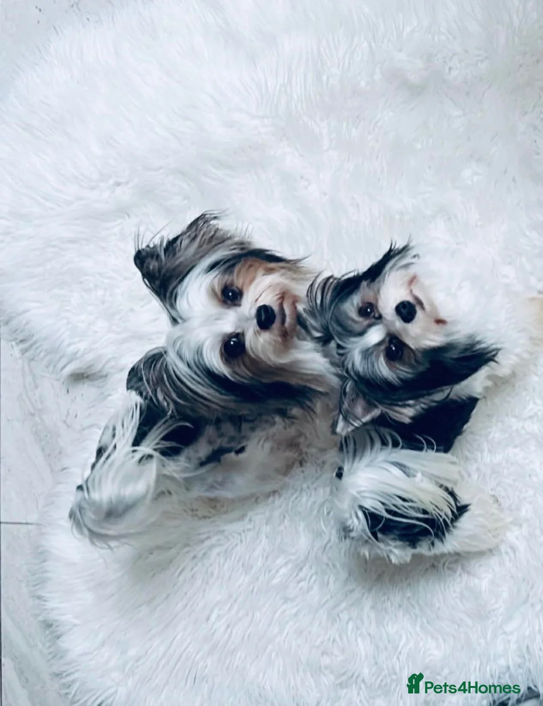 Yorkshire Terrier dogs for sale: Biewer Yorkshire terrier pedigree  - Advert 1