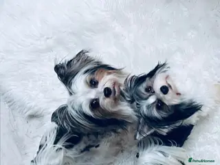 Yorkshire Terrier dogs Biewer Yorkshire terrier - Advert 18