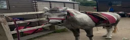 Welsh Section A horses for sale: Little Pea  - Advert 5
