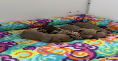 Miniature Dachshund dogs Rainbow minture Dashounds - Advert 8