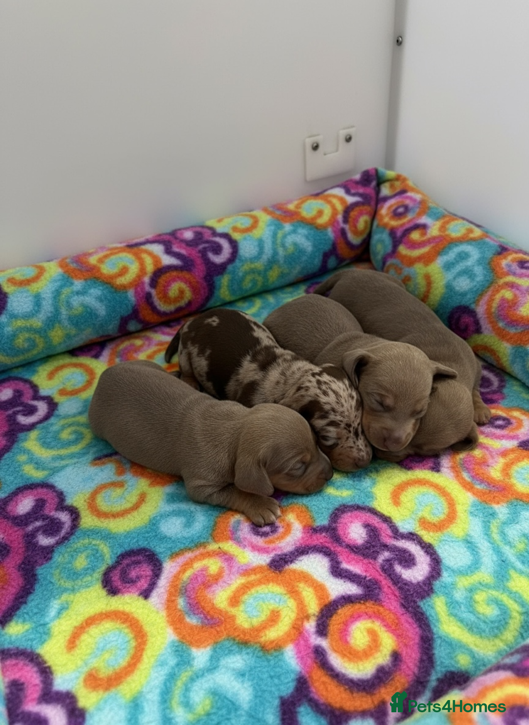 Miniature Dachshund dogs for sale: Rainbow minture Dashounds - Image 3