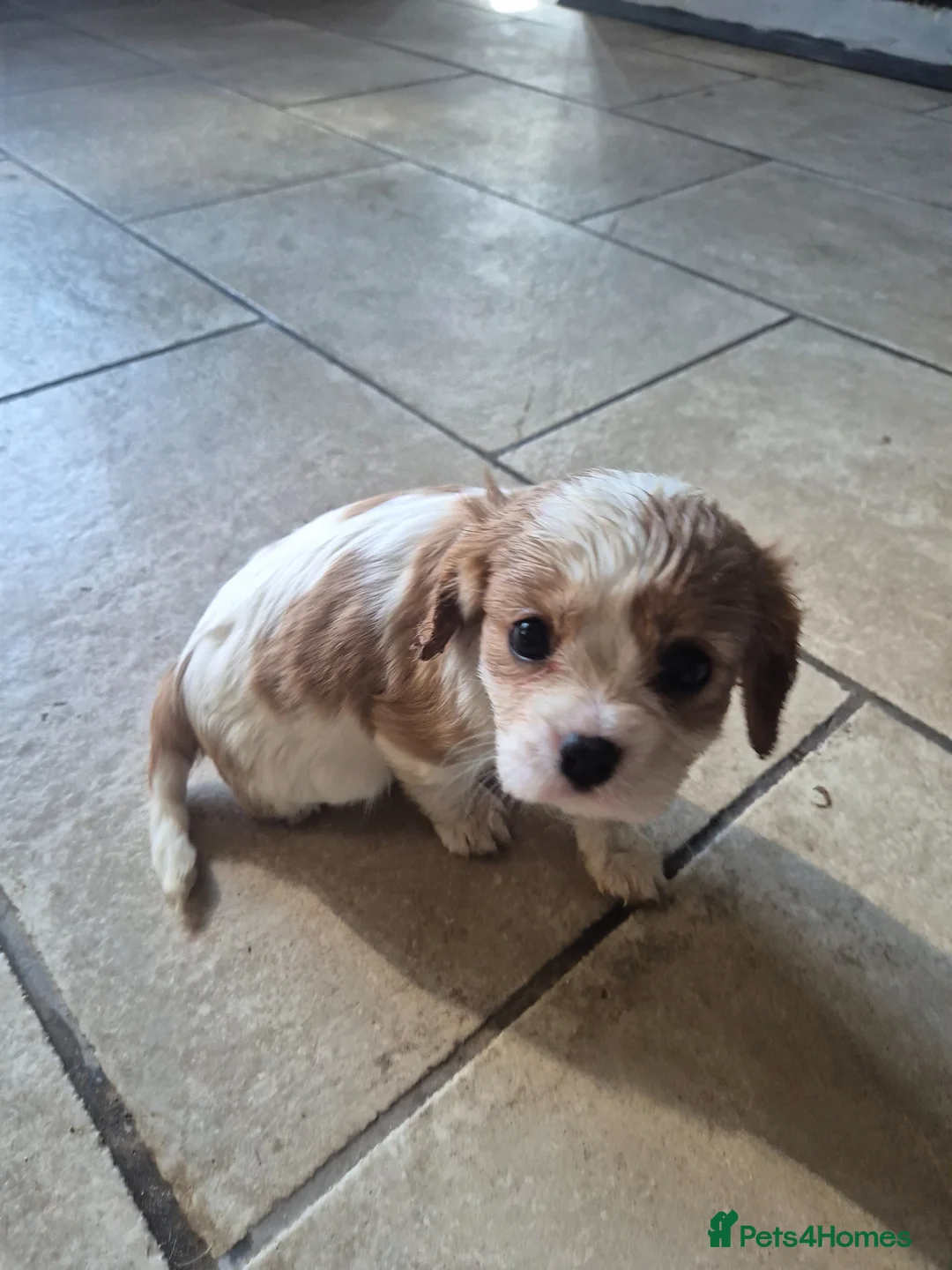 Cavalier King Charles Spaniel dogs for sale: Beautiful KC cavalier king Charles puppys in Sutton-in-Ashfield - Advert 2