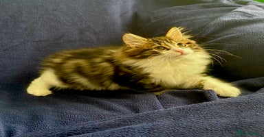 Kurilian Bobtail cats - Advert 8