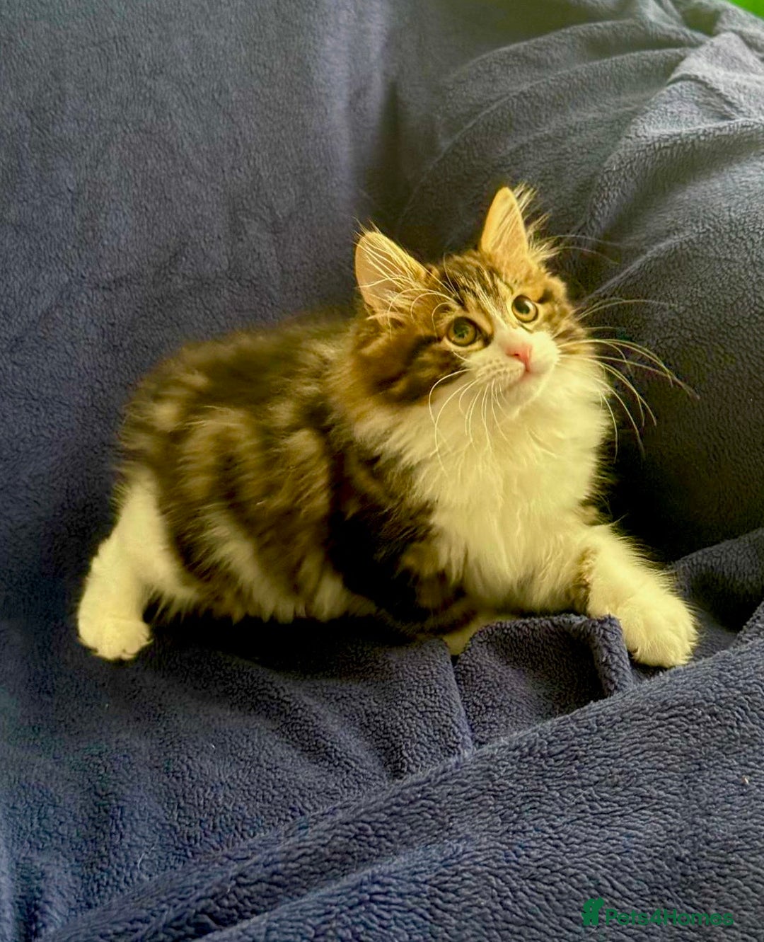 Kurilian Bobtail cats for sale: Reserved Kurilian Bobtail  kitten in spring  - Advert 5