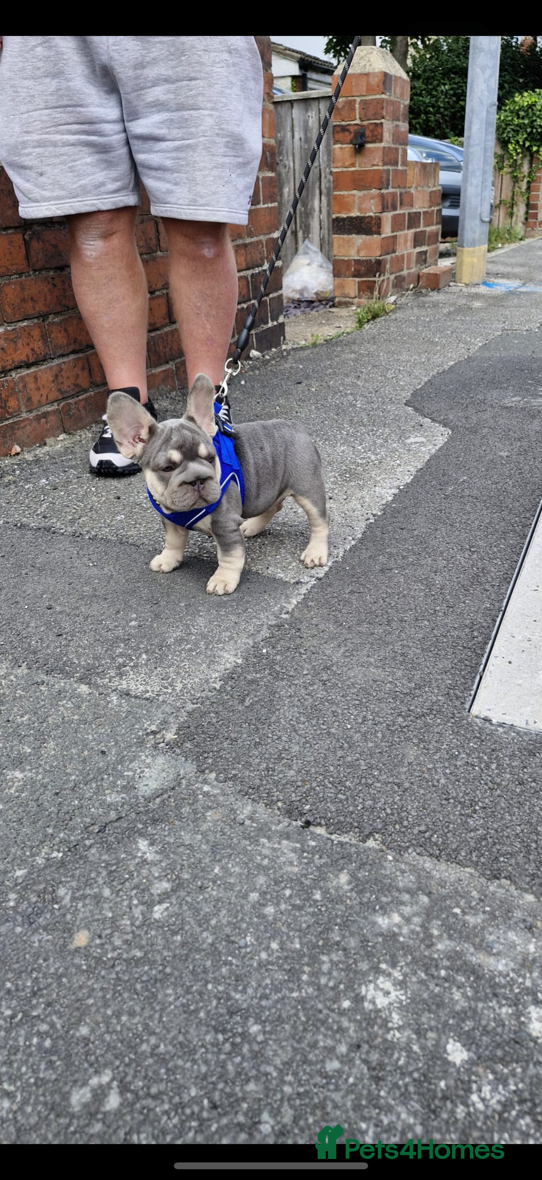 French Bulldog dogs for sale: ** frenchies  - Image 16