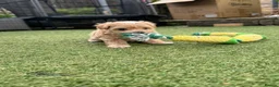 Maltipoo dogs for sale: Stunning F1 Maltipoo pups (newly advertised) - Advert 5
