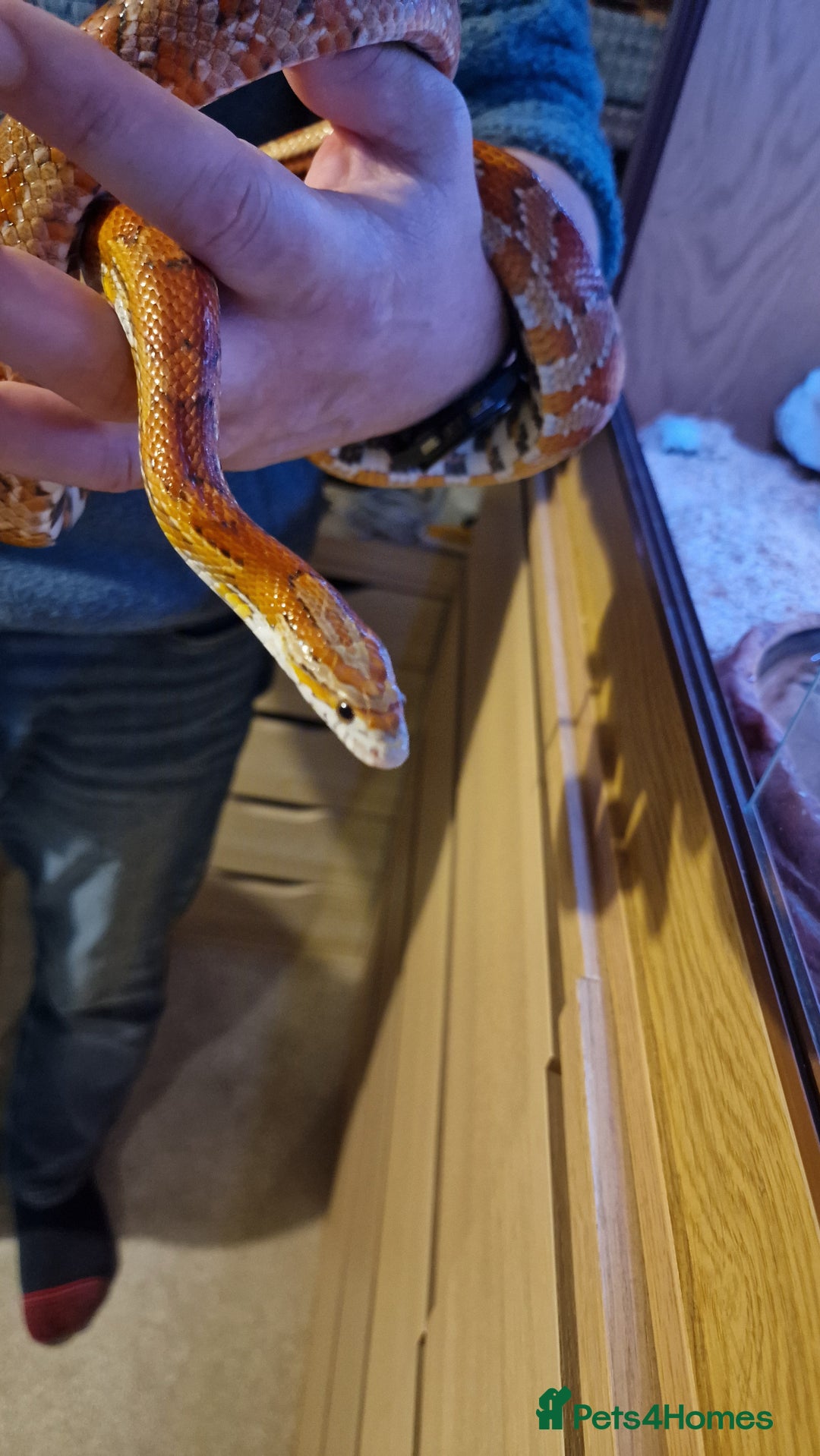 Corn Snake reptiles for sale: 6 yr old corn snake & 4ft Vivarium & accessories  - Advert 13