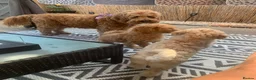 Double Doodle dogs for sale: Labradoodle  - Advert 13