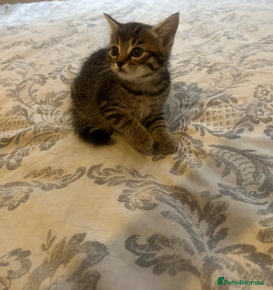 Mixed Breed cats for sale: LAST Kitten READY TO LEAVE - Advert 21