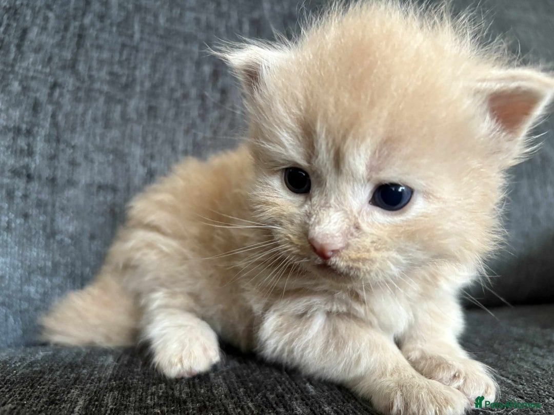 Maine Coon cats for sale: 3/4 maine coon kittens  - Image 1