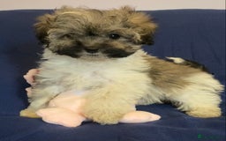Mixed Breed dogs for sale: Beautiful Shihpoo cross maltese puppies - Image 25