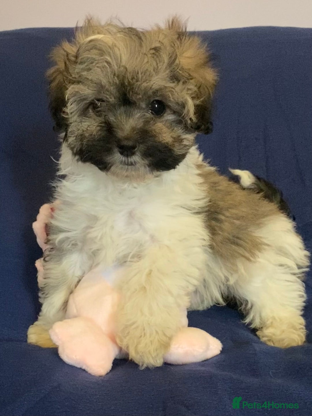 Mixed Breed dogs for sale: Beautiful Shihpoo cross maltese puppies - Image 25