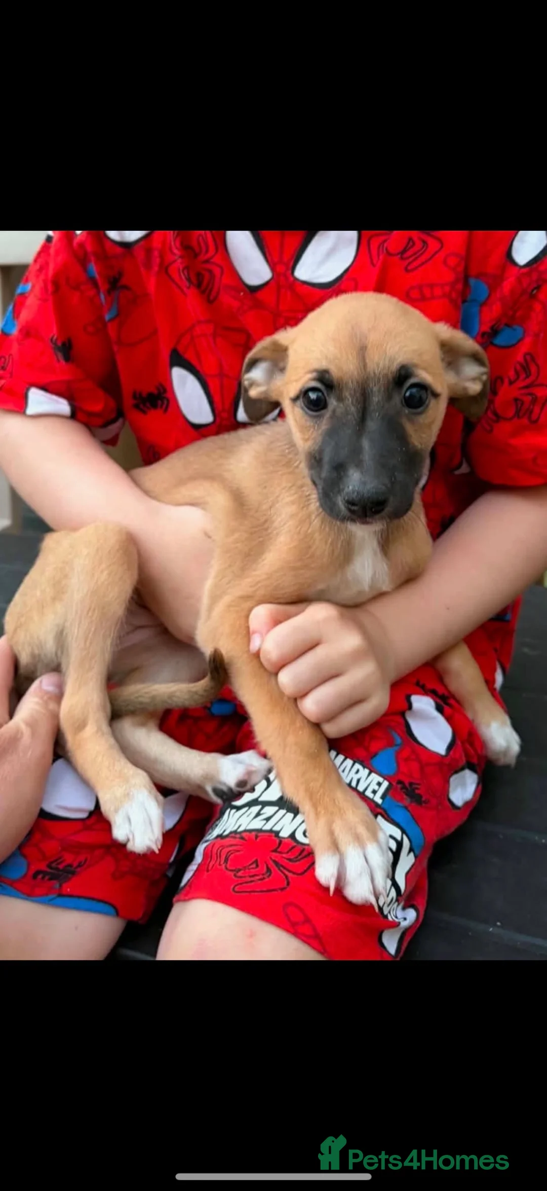 Lurcher dogs for sale: Genuine 3/4 whippet 1/4 collie pups for sale  - Advert 2