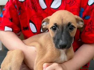 Lurcher dogs Genuine 3/4 whippet 1/4 collie pups for sale - Advert 4
