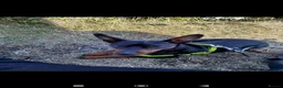 Miniature Pinscher dogs for stud: Kc registered male miniature pinsher stud - Advert 7