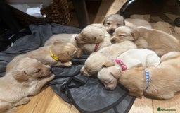 Goldador dogs for sale: Goldador puppies, Labrador x Golden Retiever  - Image 13