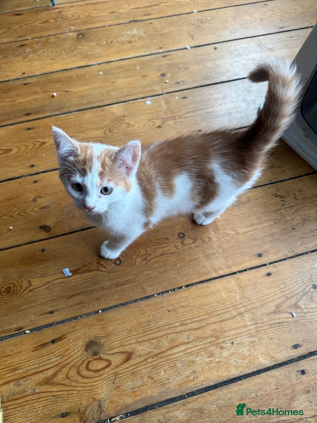 Domestic Shorthair cats for sale: 3 Adorable Ginger and White Kittens - Advert 7
