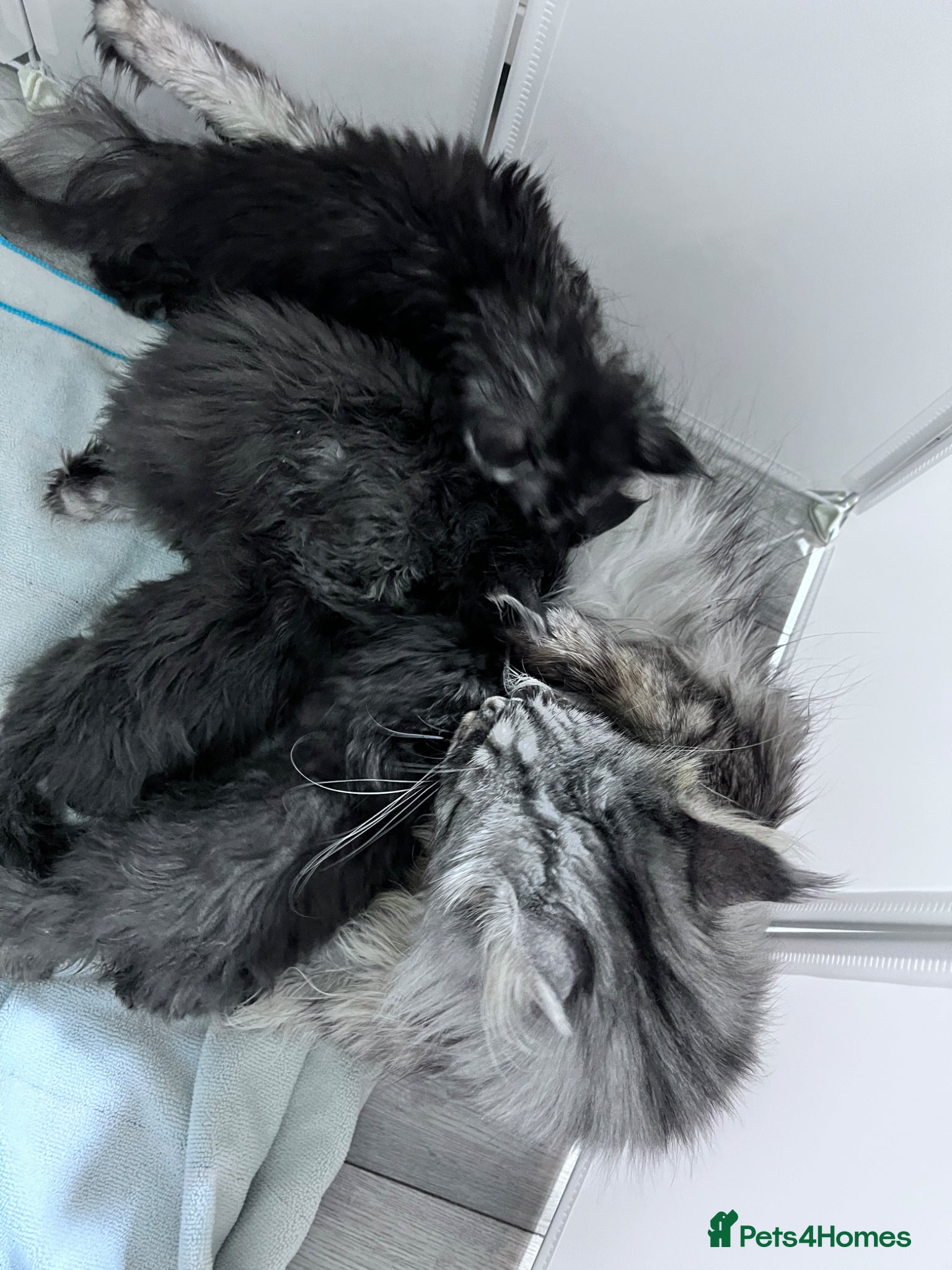 Maine Coon cats for sale: Beautiful kittens pure Maincoon  - Advert 19