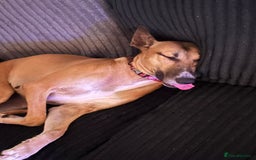 Mixed Breed dogs for sale: Sadie - Image 4