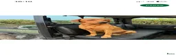 Goldador dogs for sale: Goldador puppies expected 24/06/2026!! - Advert 5