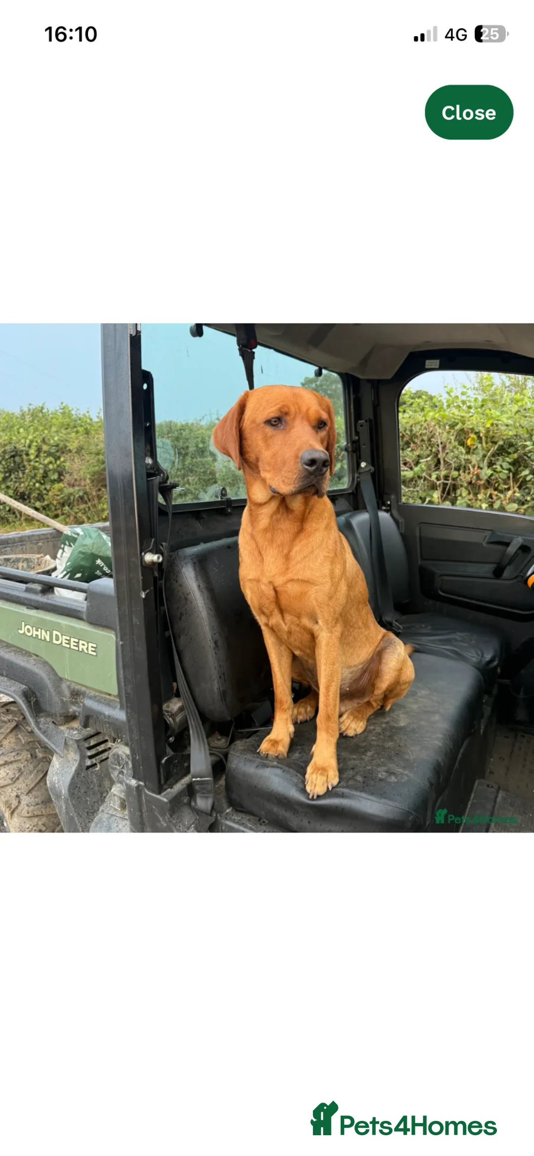 Goldador dogs for sale: Goldador puppies expected 24/06/2026!! - Advert 5