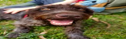 German Wirehaired Pointer dogs for adoption: Lucy, GWP Podenco cross, aged 3 - Advert 5