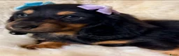 Miniature Dachshund dogs for sale: TOP QUALITY MINI LONG HAIR DACHSHUNDS READY! - Advert 12