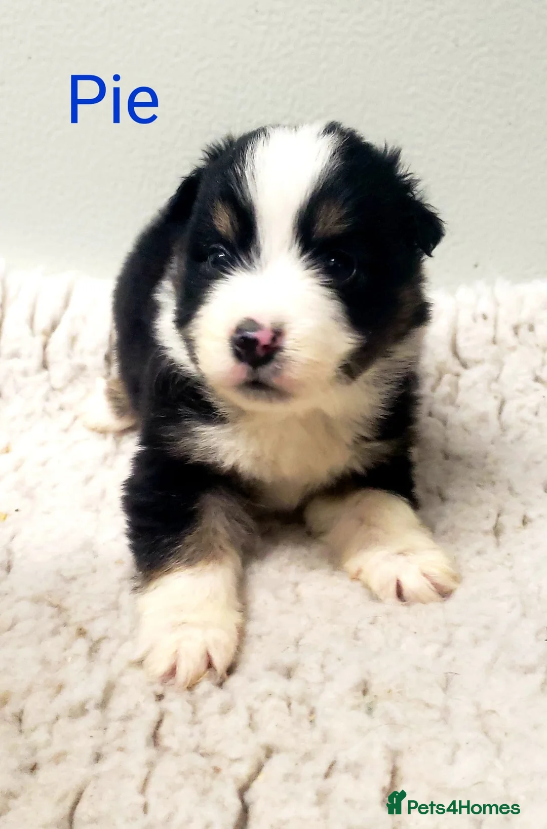 Australian Shepherd dogs for sale: Australian Shepherd Pups Available Mid May - Advert 2