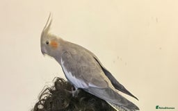 Cockatiels birds for sale: Tamed cockatiel  - Image 2