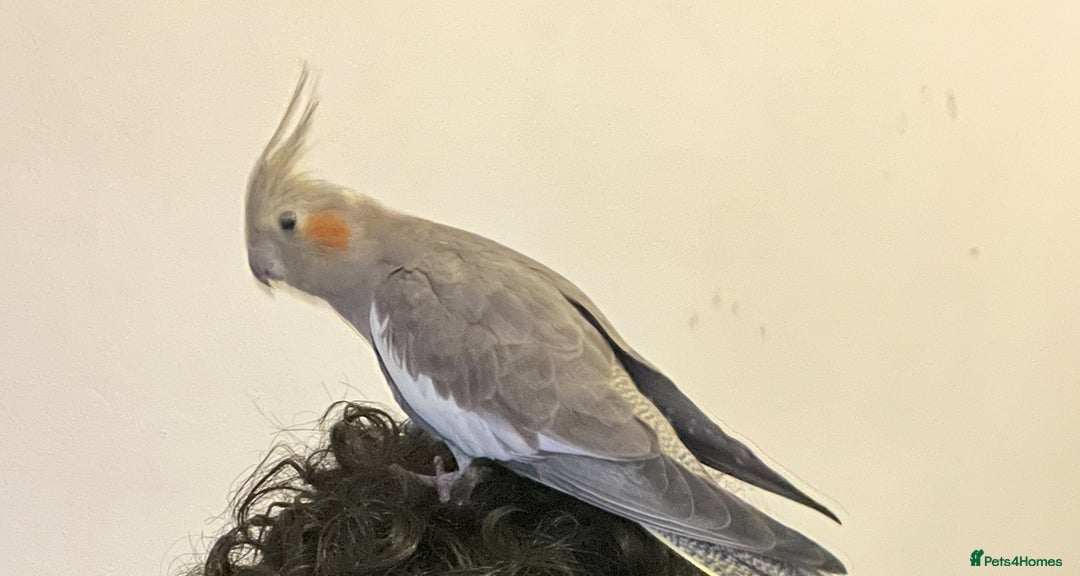 Cockatiels birds for sale: Tamed cockatiel  - Image 2