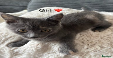 Mixed Breed cats - Advert 9