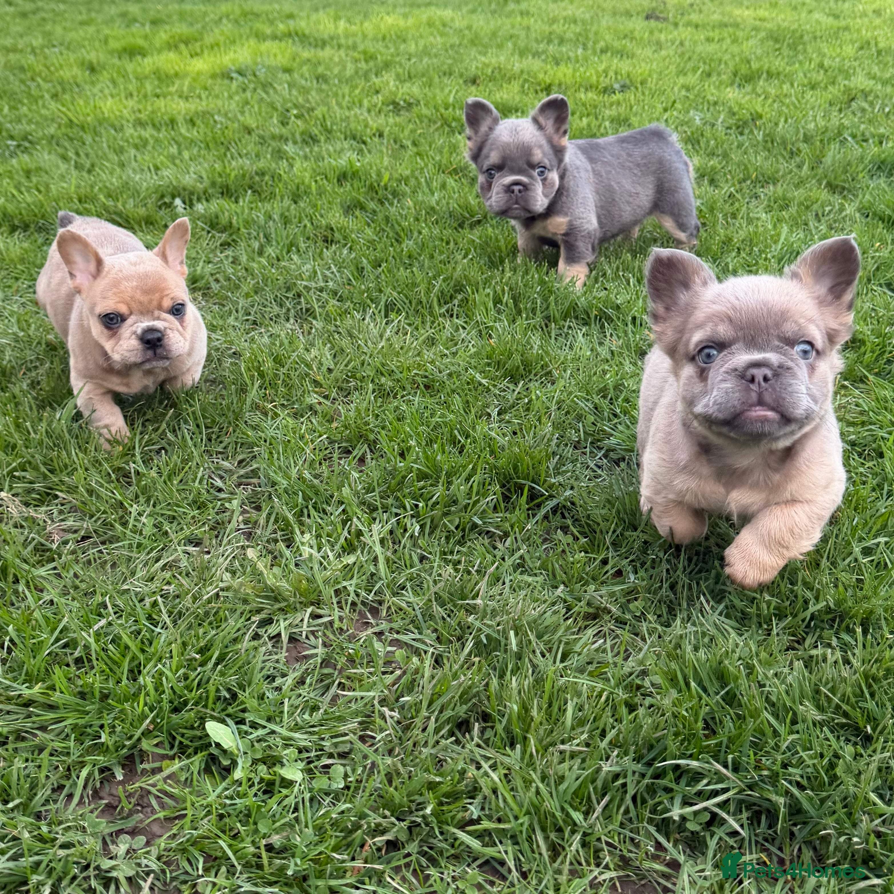 French Bulldog dogs 2 gorgeous French bulldog puppies  - Advert 1