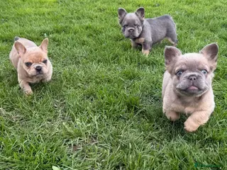 French Bulldog dogs 2 gorgeous French bulldog puppies - Advert 8